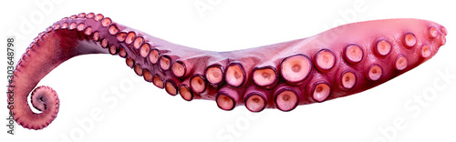 Cuadros en Lienzo Tentacles of octopus isolated on white background closeup