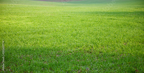 Fotomural The field of young wheat. Background green grass