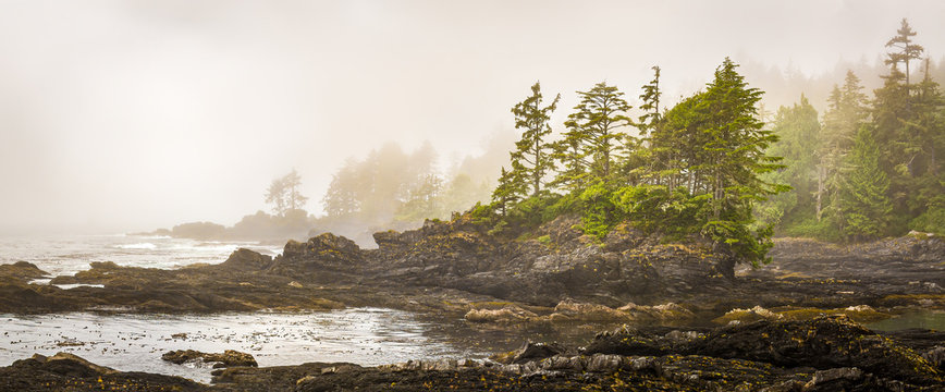 misty shoreline of botany bay on west coast of vancouver island, british columbia, canada, with sun 