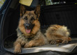 The german shepherd is lying into the car trunk. 