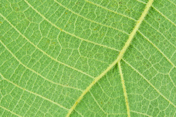 Wall Mural - Macro close-up green leaf texture background