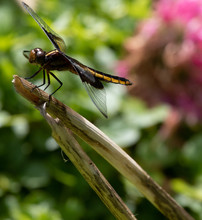 Female Widowskimer Dragonfly On A Stick