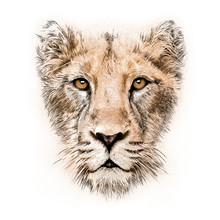 Hand-drawing Portrait Of  A Lioness