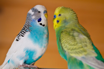 Wall Mural - Wellensittich (Melopsittacus undulatus) als Haustiere