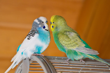 Wall Mural - Wellensittich (Melopsittacus undulatus) als Haustier