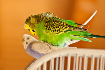 Wall Mural - Wellensittich (Melopsittacus undulatus) als Haustier