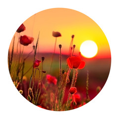 Wall Mural - Round icon of nature with poppies on sunrise. Fantastic spring scene of the booming flowers. Photography in a circle. .