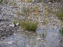 Patches Of Grass Growing In A Rocky Pool Reflected In The Water