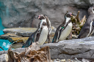 Wall Mural - Humboldt penguins at the zoo