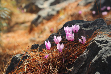 Wild greek cyclamens grow on stones.