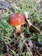 Mushroom boletus with a white leg and a brown hat in the green dry grass grew in a pine forest