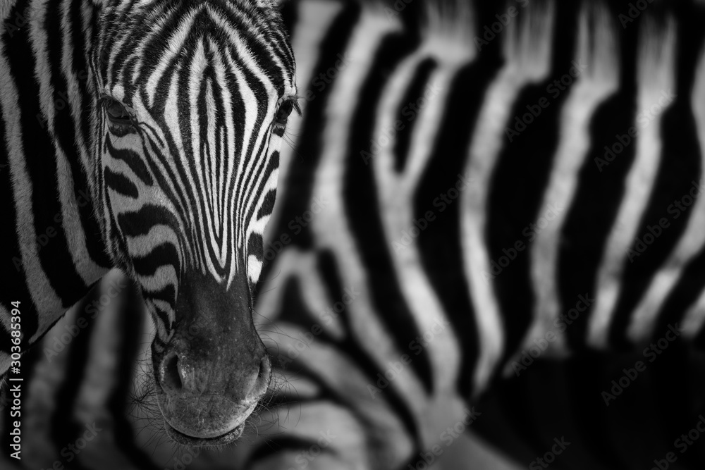 close up of zebra - obrazy, fototapety, plakaty 