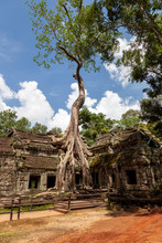 Famous Spung Tree At Ta Phrom. This Tree Has Been Pictured In Big Movies. The Moss On The Roof Adds To A Mystic Atmosphere, Along With The Nice Green Colors And The Blue Sky With Fluffly White Clouds.