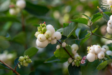 Detail Of Snow Berries White On Symphoricarpos Albus Branches, Beautiful Ornamental Ripened Autumnal White Fruits