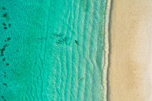 Aerial Top Down View Of Black Tip Sharks Together In Symbiosis With Blue Tuna Swimming And Hunting For A Small Fish In The Early Morning In The Shallow Tropical Turquoise Clear Waters Of Exotic Island