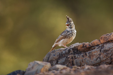 Thekla Lark - Galerida theklae breeds on the Iberian Peninsula, northern Africa, sub-Saharan Africa from Senegal to Somalia, sedentary (non-migratory) species