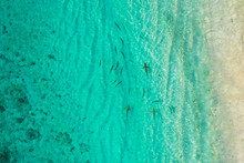 Aerial Top Down View Of Black Tip Sharks Together In Symbiosis With Blue Tuna Swimming And Hunting For A Small Fish In The Early Morning In The Shallow Tropical Turquoise Clear Waters Of Exotic Island