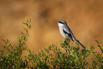 great grey shrike - lanius excubitor algeriensis or northern shrike in north america, large songbird