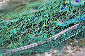 colourful high detailed image of a peacock tail with beautiful plumage in green, turquoise, blu, violet,  perfect for a background or a wall print