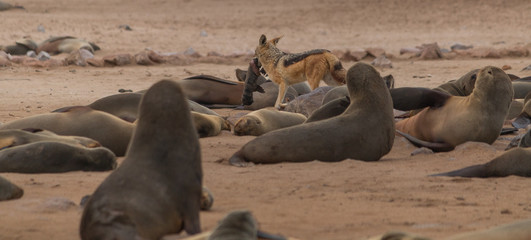 Canvas Print - Blackbacked jackal hunted a fresh born cape fur seal baby, Cape cross, Namibia, Africa