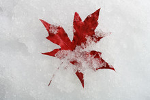 5-blade Red Maple Leaf On Snow