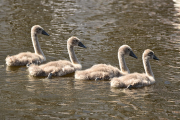 Swan ducklings swimming in line on the Alster Lake in Hamburg Germany