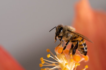 Honey bee (AGI)