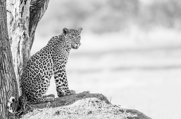 leopard in tree