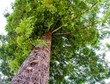 Looking up the Trunk of a Tall Evergreen Tree