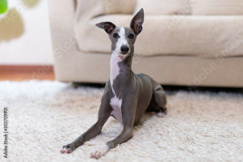 自宅でくつろぐイタリアングレイハウンド犬 Buy This Stock Photo And Explore Similar Images At Adobe Stock Adobe Stock