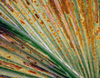 Closeup of a rusty Fan Palm Frond