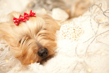 Yorkshire Terrier Dog At Christmas On White Cushion And Red Christmas Bows On Head, And Soft Christmas Lights And Christmas Balls And Toys
