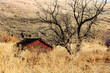 Red Cabin beside a Gnarly Tree in the Sagebrush