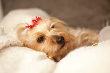  Yorkshire Terrier dog at Christmas on white cushion and red Christmas bows on head, and soft Christmas lights and Christmas balls and toys