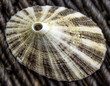 Closeup of a Limpet Seashell