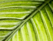 Closeup of a Green Leaf showing structure of veins