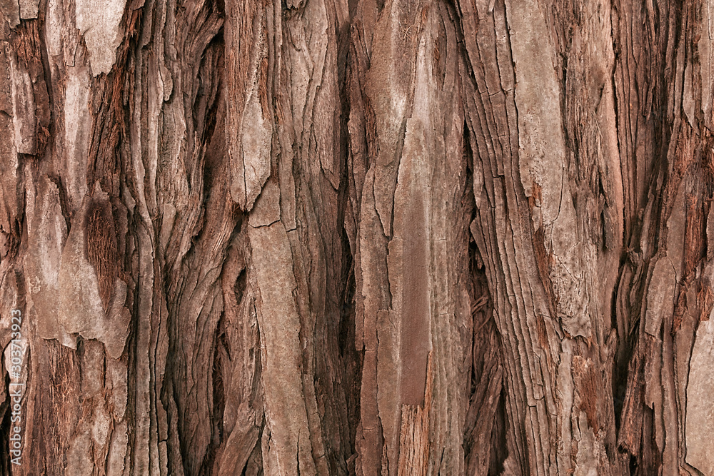 The textured bark of a young coastal redwood. Sequoia bark natural background. Close-up. - obrazy, fototapety, plakaty 