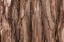 The Textured Bark Of A Young Coastal Redwood. Sequoia Bark Natural Background. Close-up.