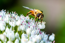 Honey Bee On An Onion Flower In Garden