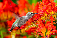 Anna's Hummingbird Hovering Next To Red Flowers, Vancouver Island, British Columbia, Canada