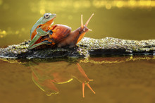 Frog On Top Of A Snail On A Rock, Indonesia