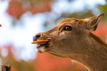 A close up of a young wild deer eating a cracker, human interaction, feeding at Nara Park Japan in Kyoto