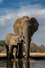 Elelphant Mother And Calf
