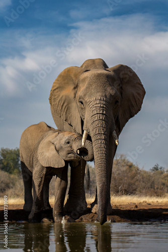 Fototapeta Słoń  matka-slonia-i-ciele