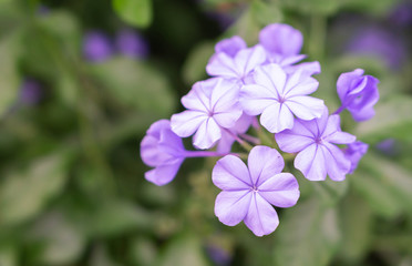 Wall Mural - closeup beutiful purple flower in the garden, selective focus