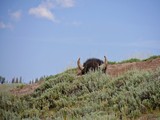 Fototapeta  - A bison hides behind the bushes, with only the head and horns showing