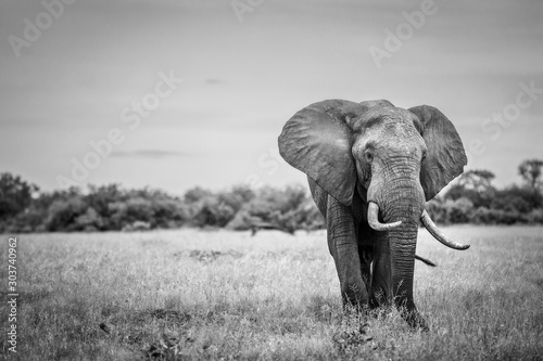 Dekoracja na wymiar  slon-mono