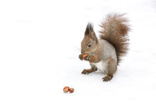 Little Red Squirrel Sitting In Park In Snow And Eating Nuts, Closeup View