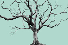 Old Big Giant Tree Alone On Muted Color Background.