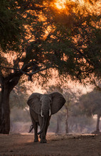 Elephant At Sunset